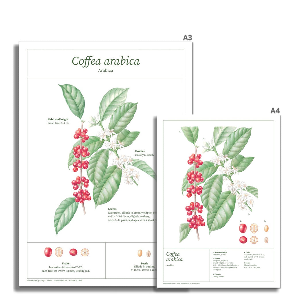 Arabica botanical drawing print